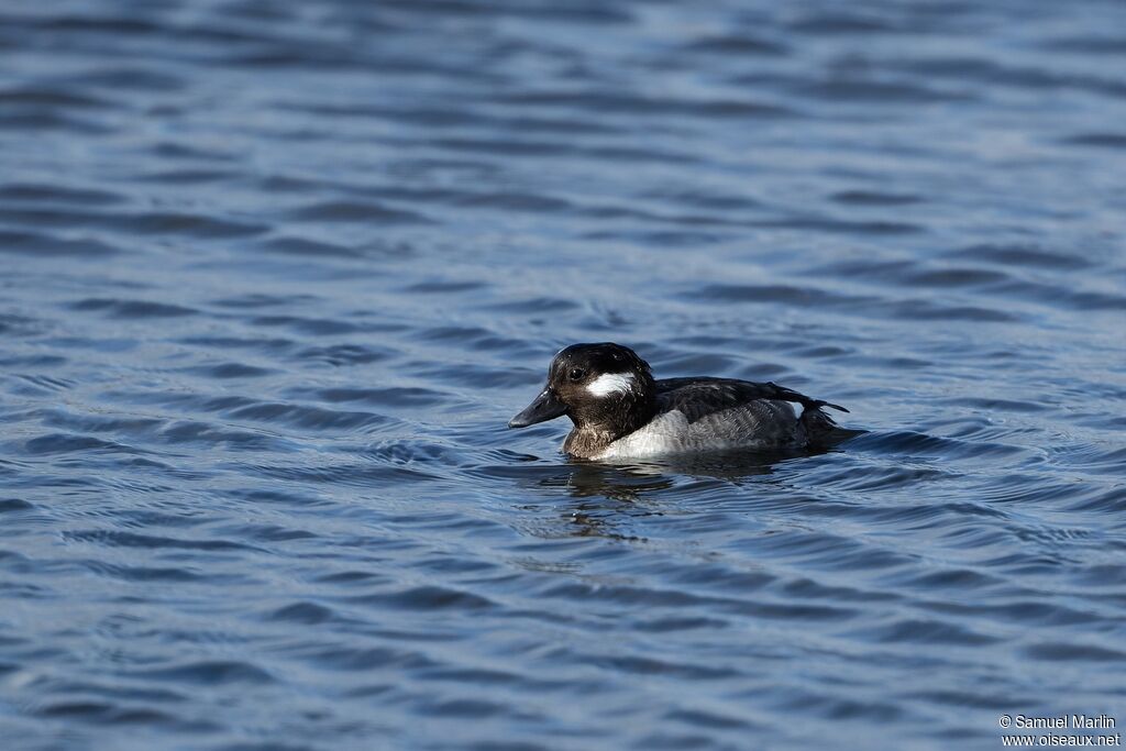 Bufflehead female adult