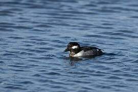 Bufflehead