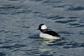 Bufflehead