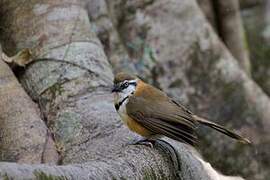 Lesser Necklaced Laughingthrush
