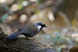 Black-throated Laughingthrush