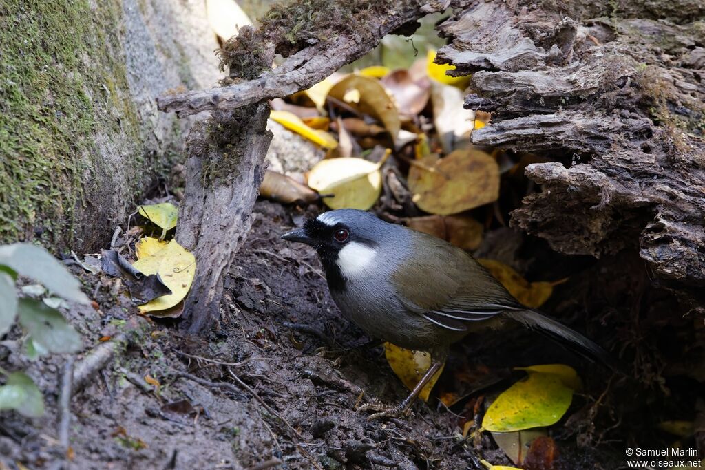 Black-throated Laughingthrushadult