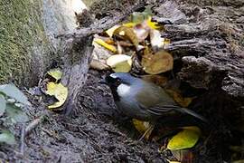 Black-throated Laughingthrush