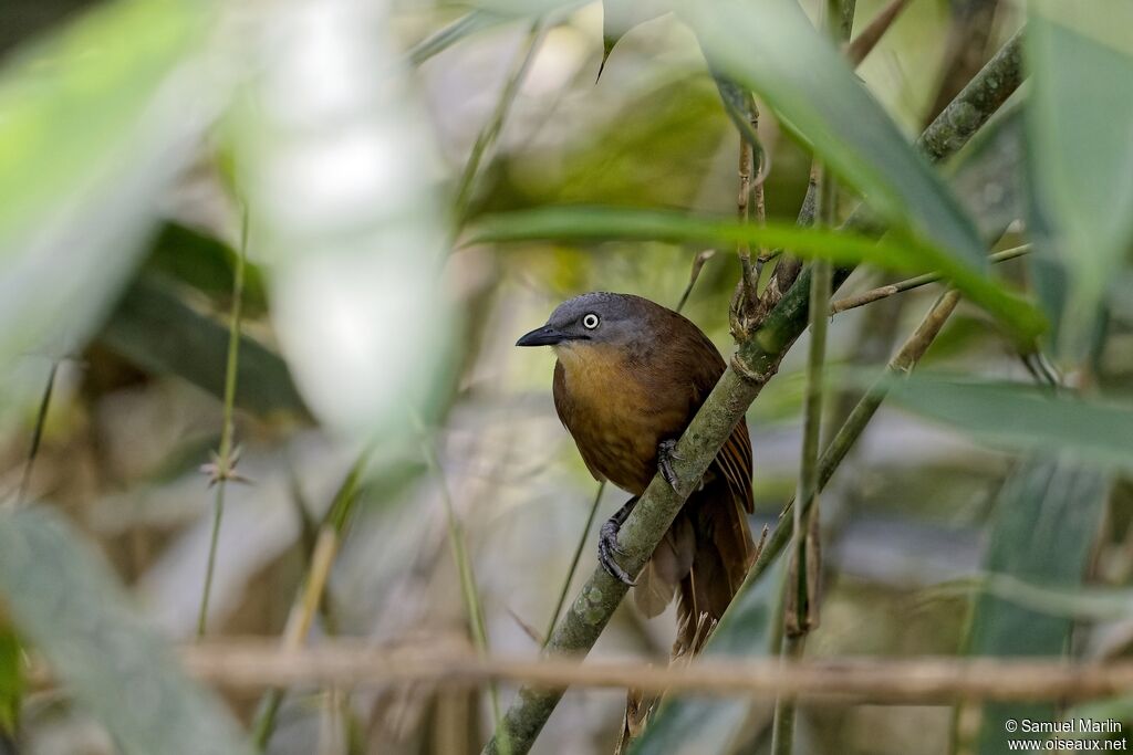 Ashy-headed Laughingthrush