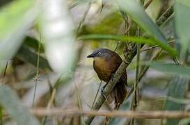 Garrulaxe à tête cendrée