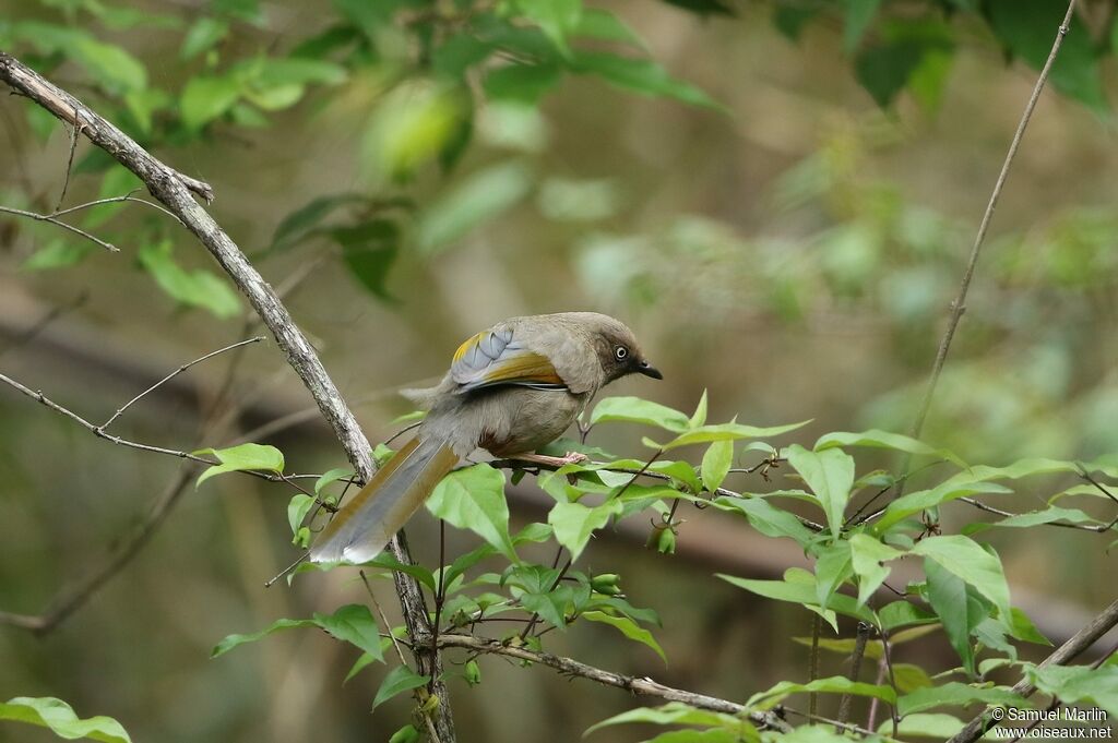 Elliot's Laughingthrush