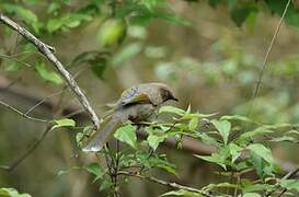 Elliot's Laughingthrush