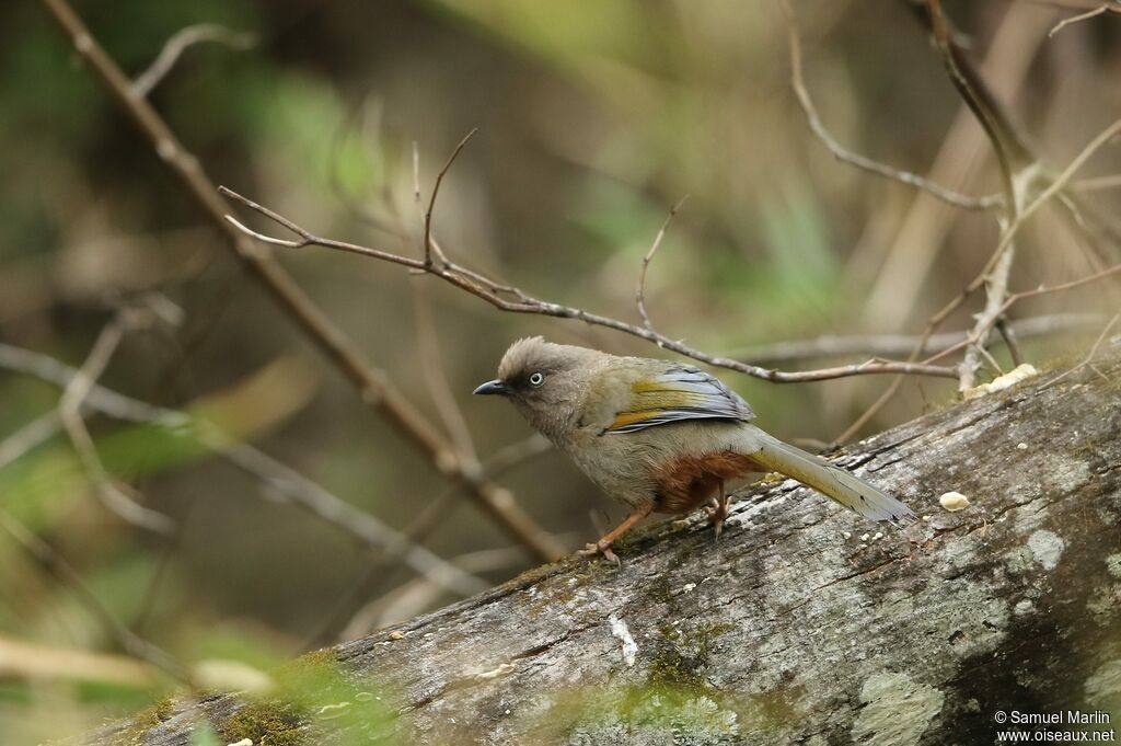 Elliot's Laughingthrush