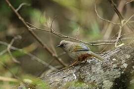 Elliot's Laughingthrush