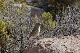 White-tailed Shrike-Tyrant