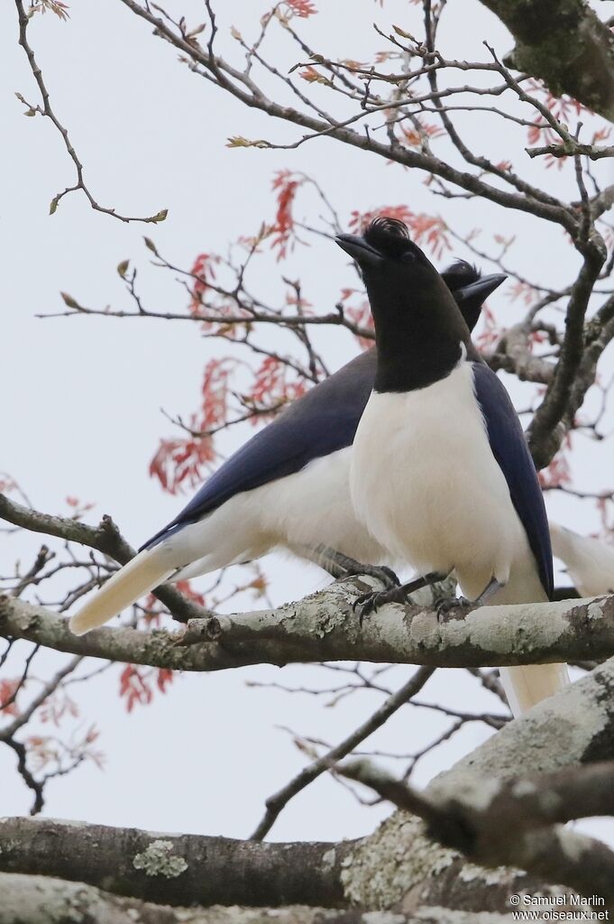 Curl-crested Jayadult