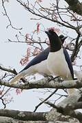 Curl-crested Jay