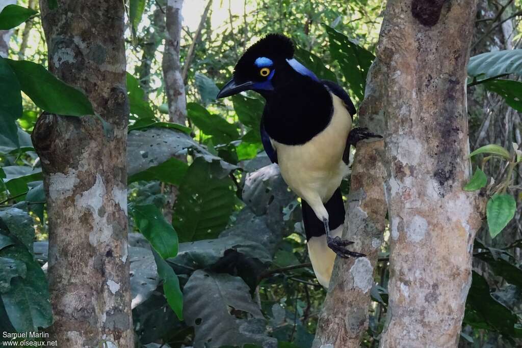 Plush-crested Jayadult, Behaviour