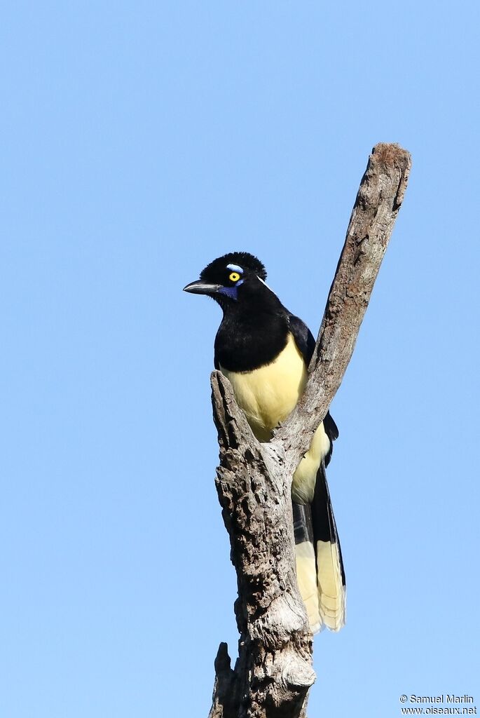 Plush-crested Jayadult