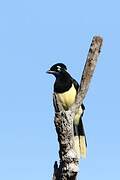 Plush-crested Jay