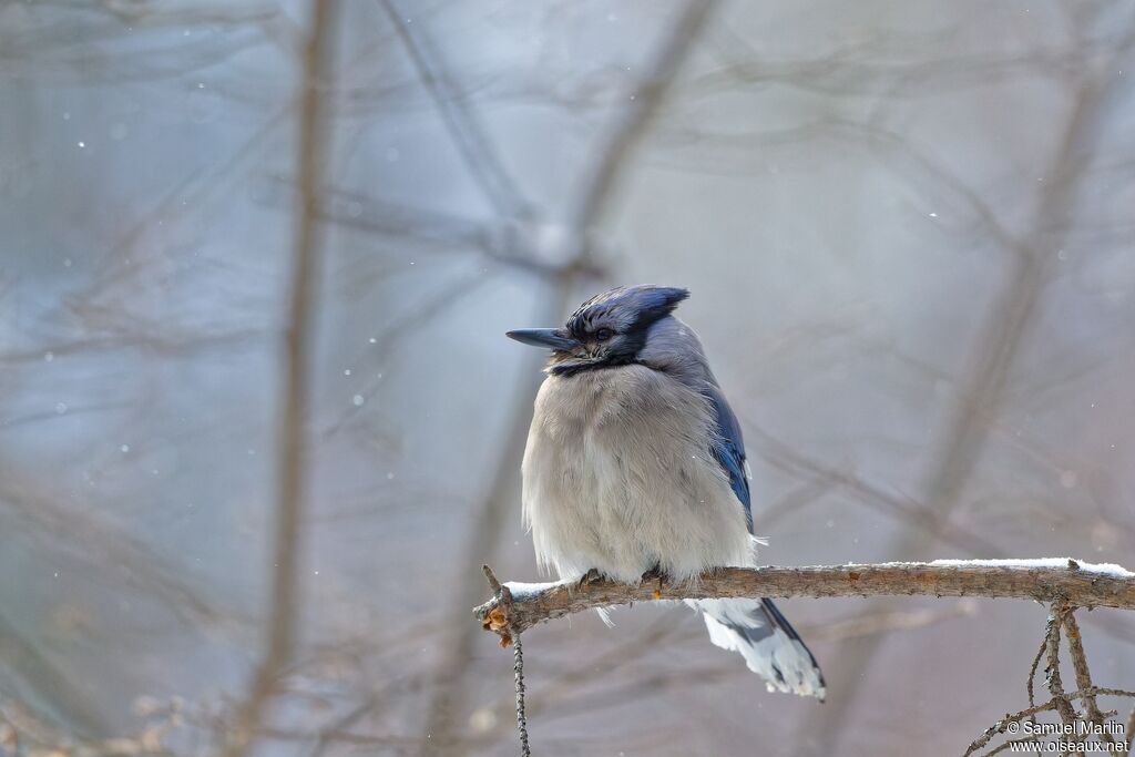 Blue Jayadult