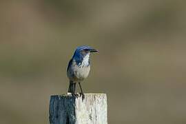 California Scrub Jay