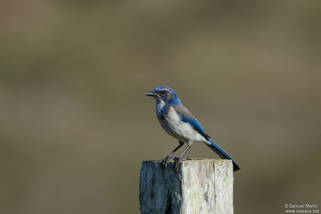 California Scrub Jayadult