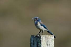 California Scrub Jay