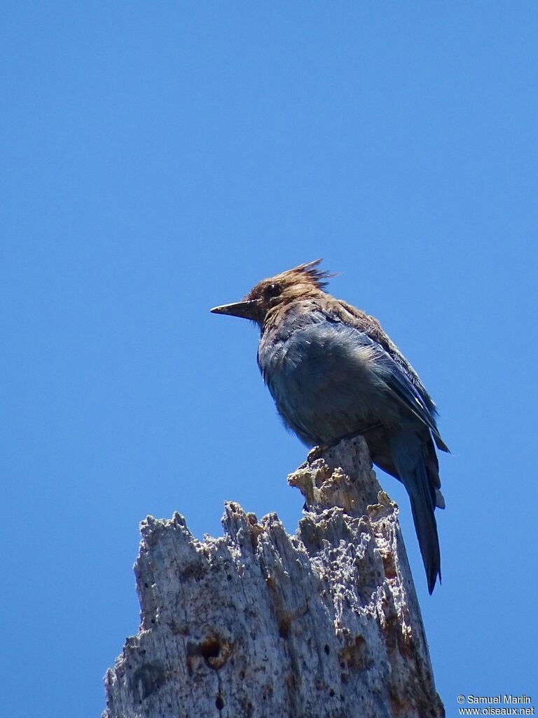 Steller's Jay male adult