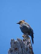 Steller's Jay