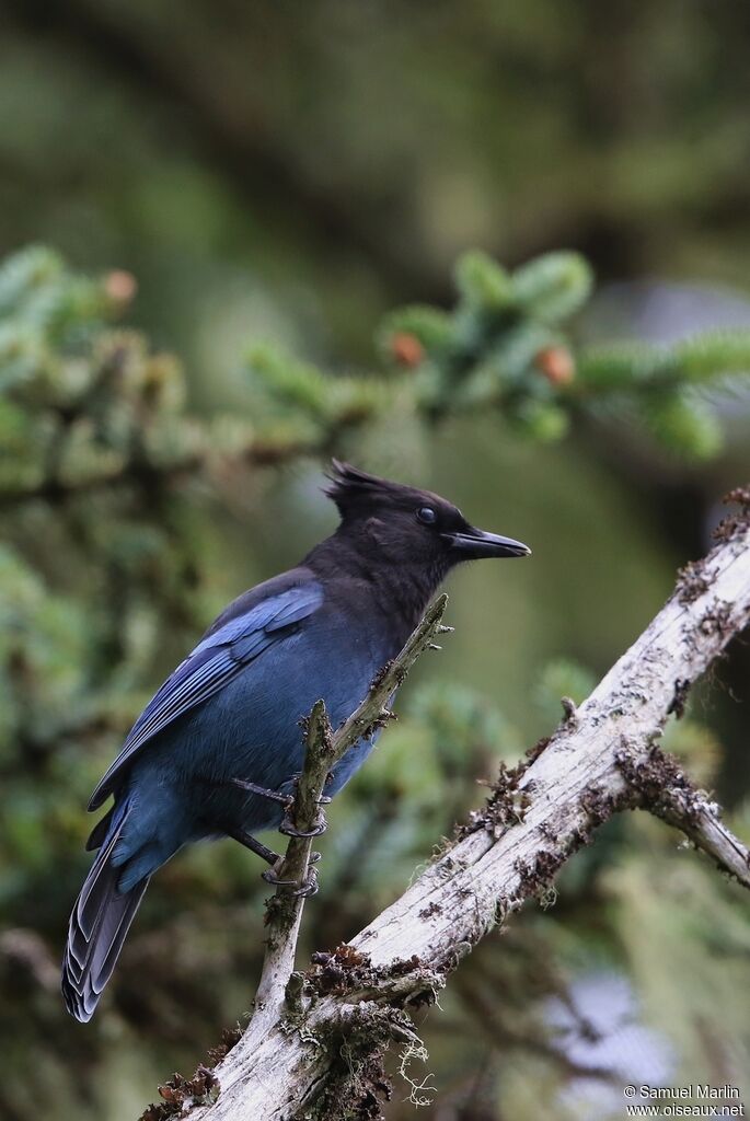 Steller's Jayadult