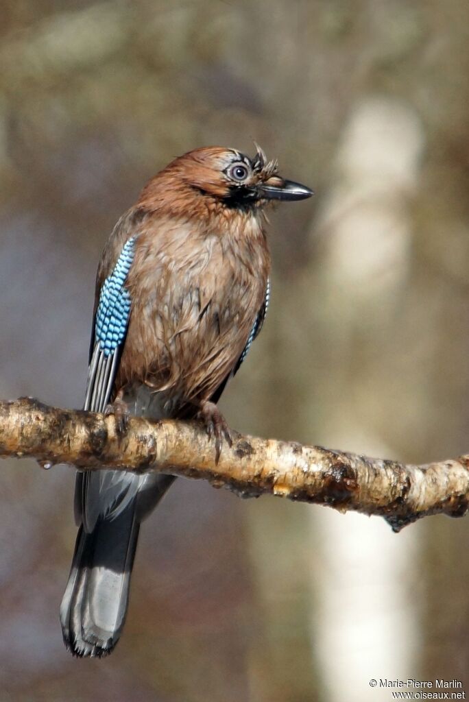 Eurasian Jayadult