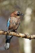 Eurasian Jay