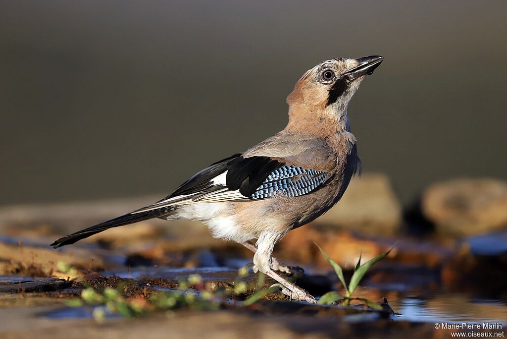 Eurasian Jayadult