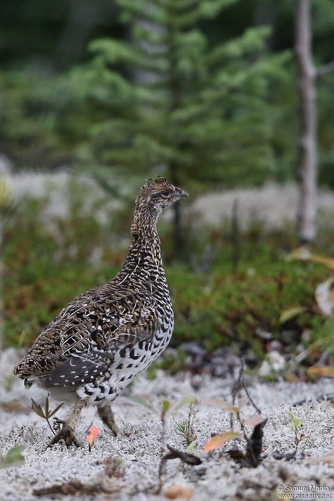 Ruffed Grouseadult