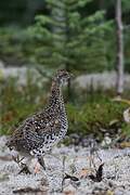 Ruffed Grouse