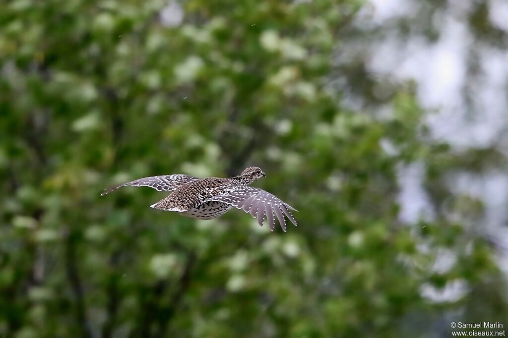 Ruffed Grouse