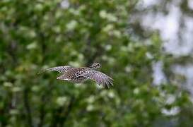 Ruffed Grouse