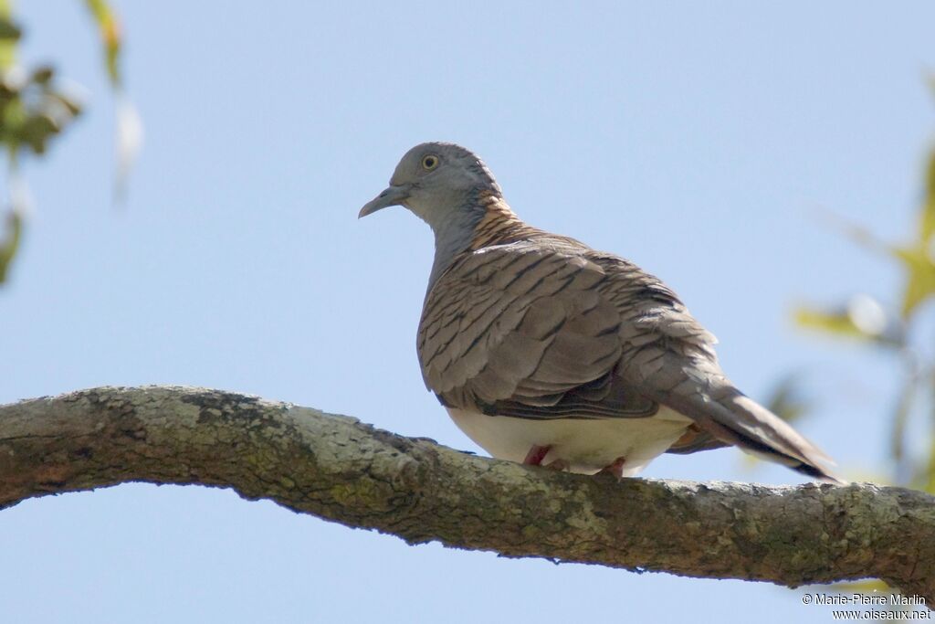 Bar-shouldered Doveadult