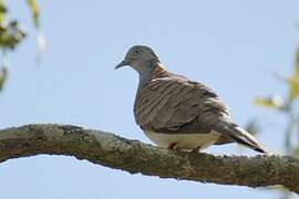 Bar-shouldered Dove