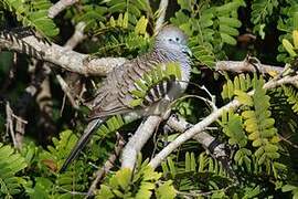 Peaceful Dove