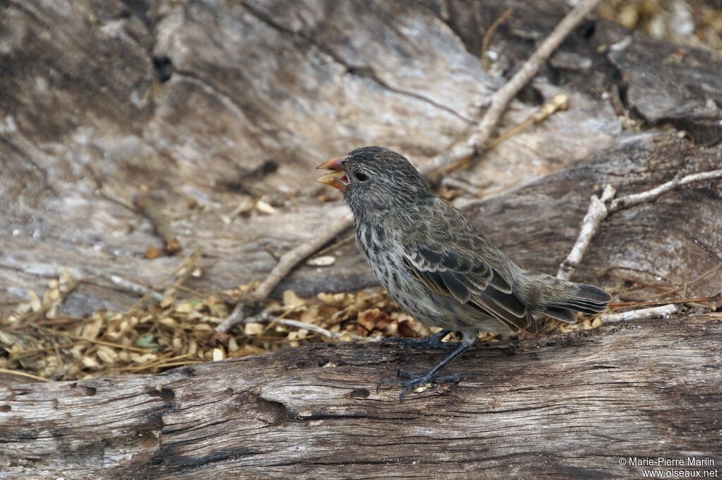 Medium Ground Finch female adult