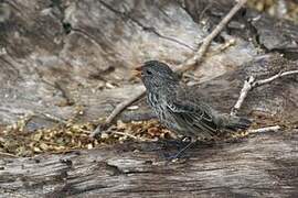 Medium Ground Finch