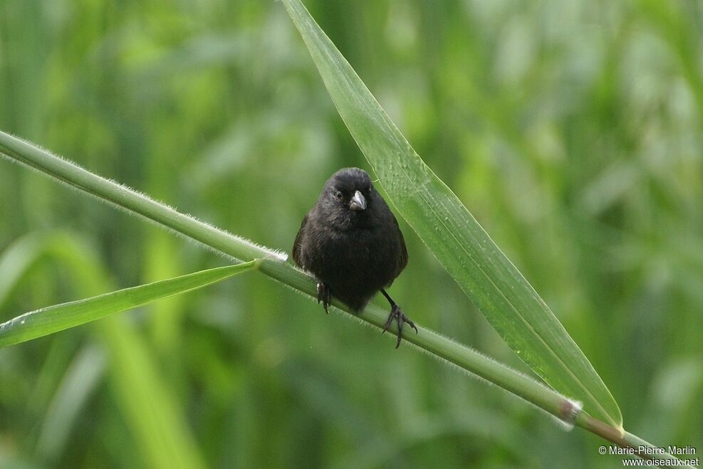 Small Ground Finch male adult