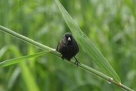 Small Ground Finch