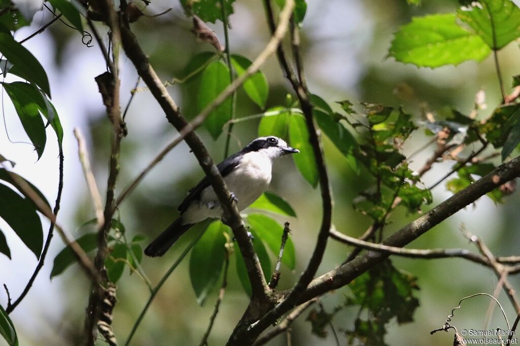 Bocage's Bushshrikeadult