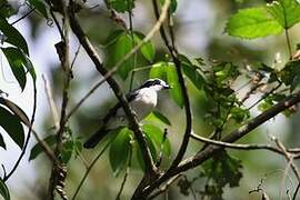 Bocage's Bushshrike