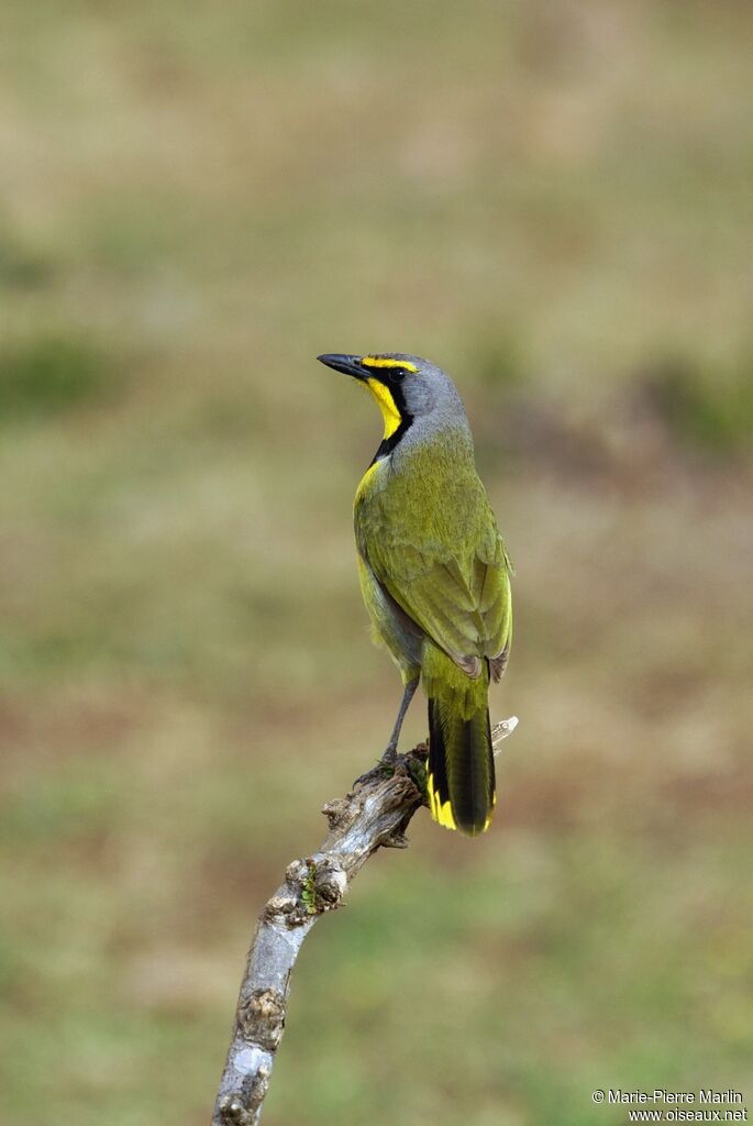 Bokmakierie male adult