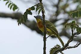 Grey-headed Bushshrike