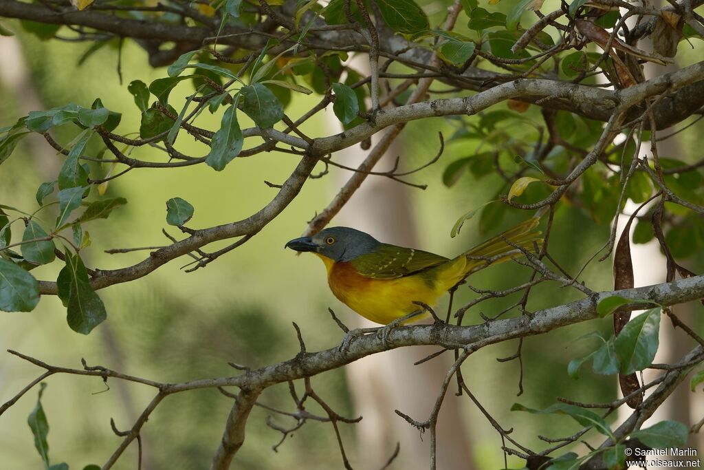 Grey-headed Bushshrikeadult