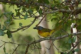 Grey-headed Bushshrike