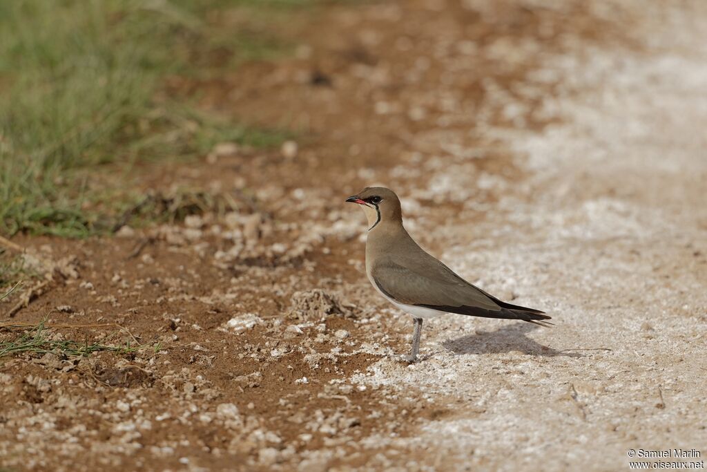 Collared Pratincoleadult