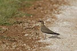 Collared Pratincole