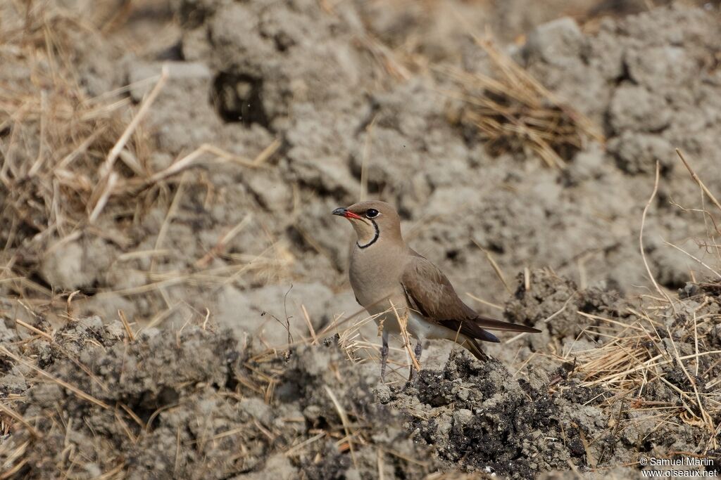 Collared Pratincoleadult