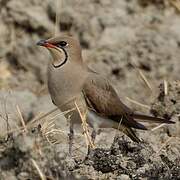 Collared Pratincole